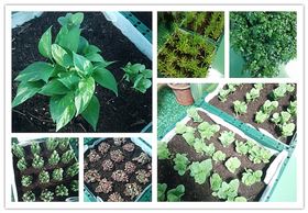 香港正能量植物品種 香港正能量植物品種