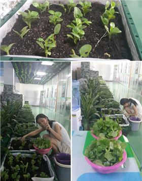 正能量節(jié)能科技的同事在公司快樂(lè)摘菜中 正能量節(jié)能科技的同事在公司快樂(lè)摘菜中