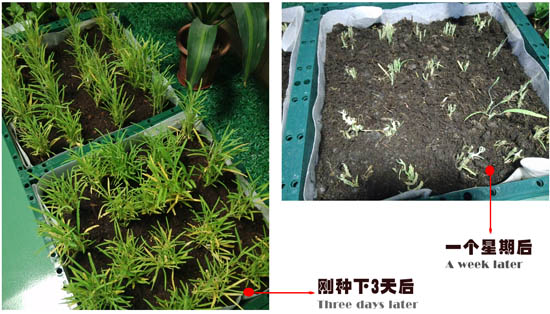 自然光照明系統(tǒng)下的空心菜 自然光照明系統(tǒng)下的空心菜